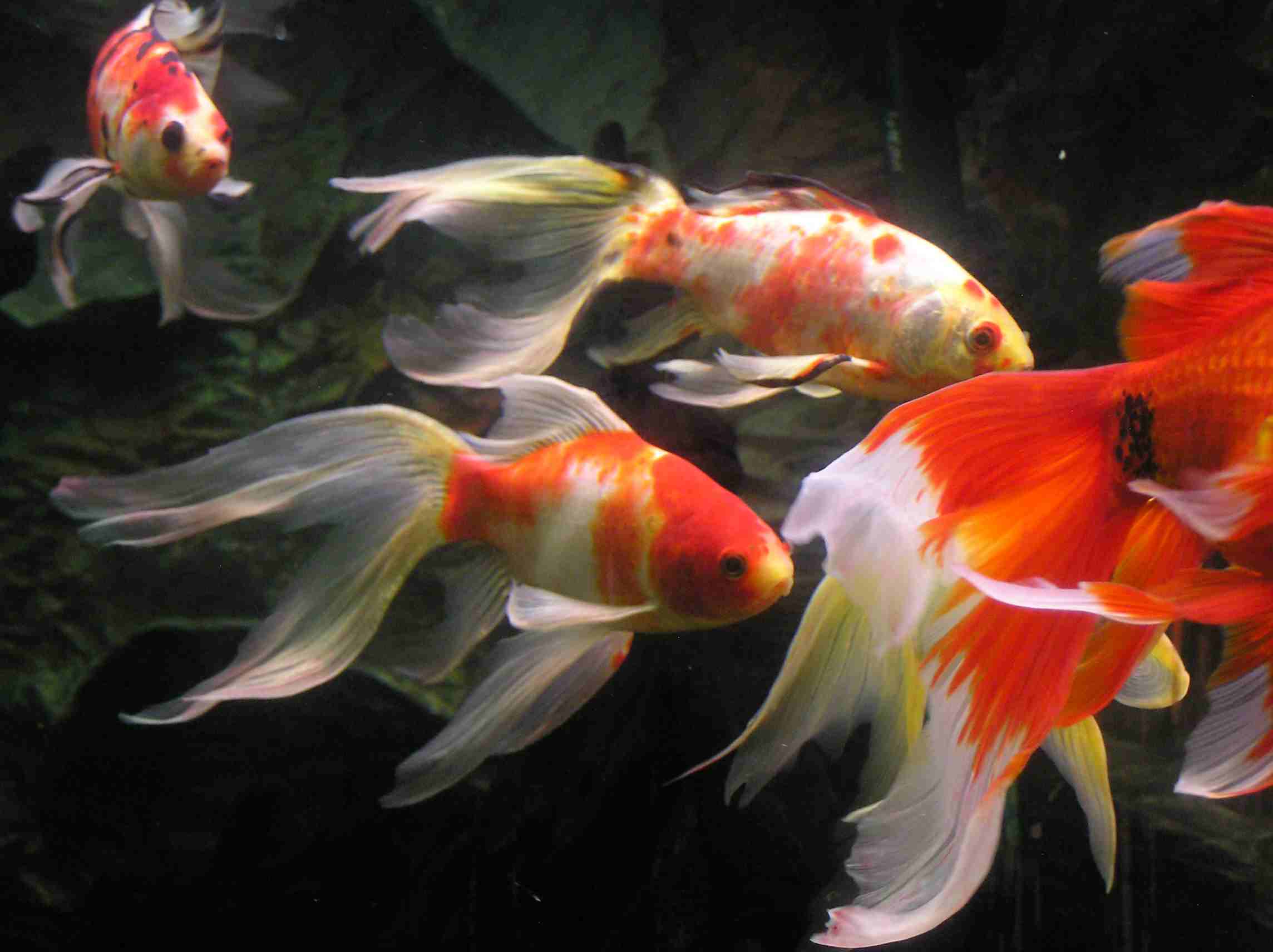 Some fishy goldfish