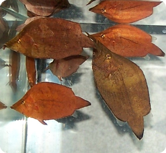 LEAF%20FISH.jpg