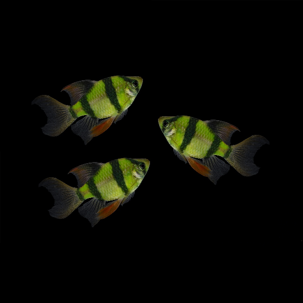 GloFish - Barb - *Long Fin Electric Green - 1 inch-Quantity of 6 - Special Order