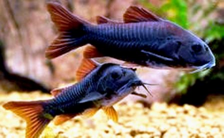 Corydoras - Black Venezuelanus