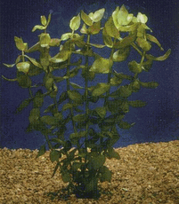 Bacopa Lemon - Bunch of 12