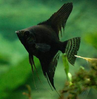 Angelfish - Midnight Double Black - Small Angelfish - Midnight Double Black - Small