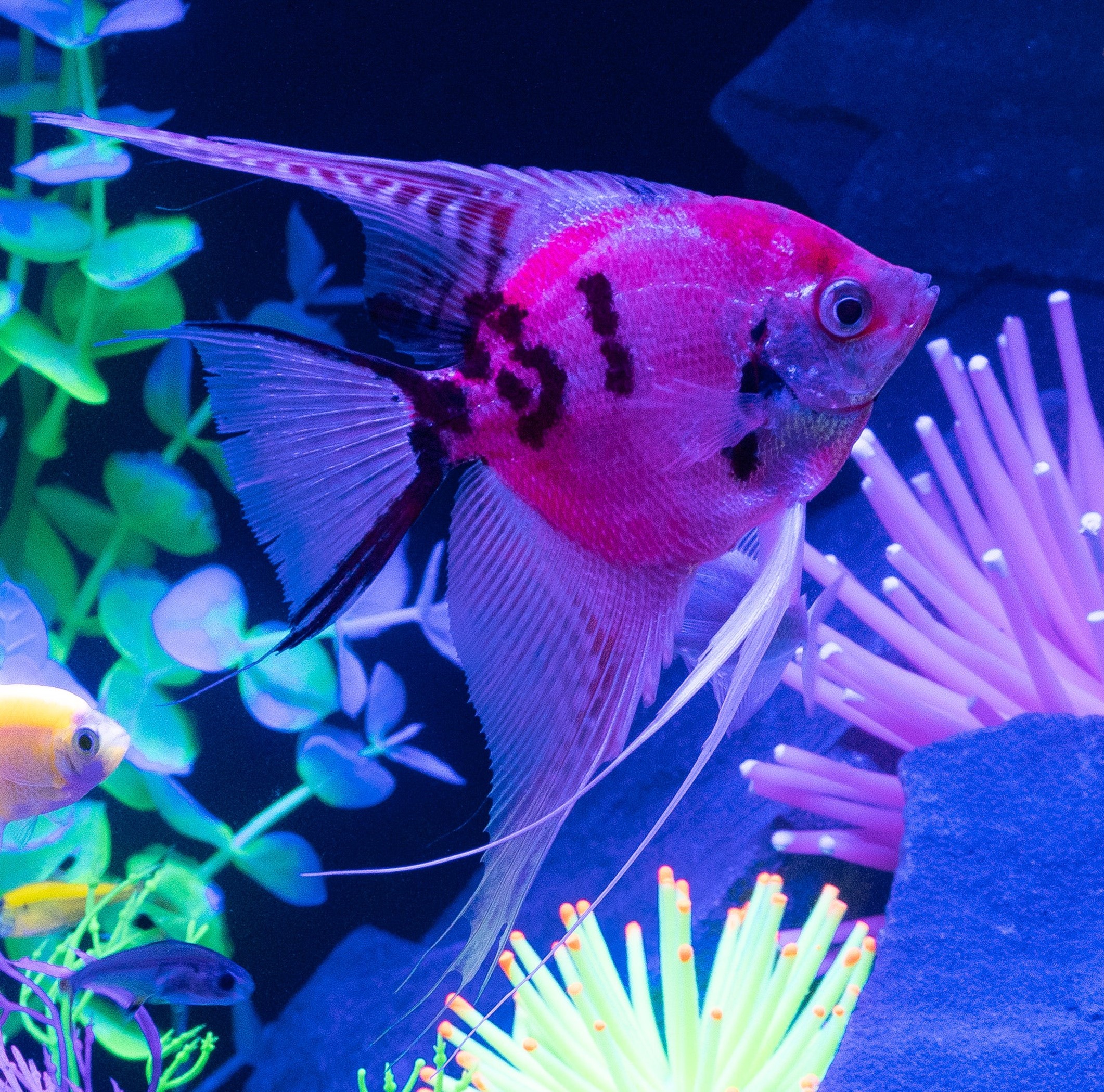Angelfish - Glo Starfire Red Calico - Medium
