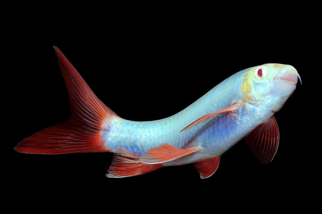 GloFish - Shark - Cosmic Blue - 2-3 inch - IN STOCK