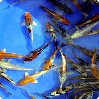 ASSORTED KOI - 3-4 INCH