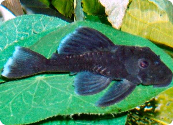 L239 - Blue Panaque - 3 inch L239 - Blue Panaque - 3 inch