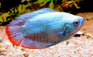 Gourami - Dwarf - Neon Powder Blue 2 inch