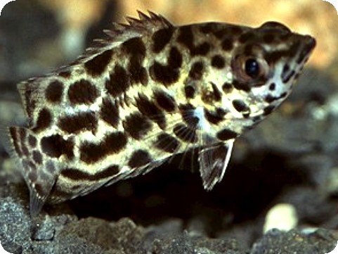 LEOPARD CTENOPOMA - SMALL