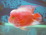 Parrot - Double Red King Kong - 3-4 Inch Parrot - Double Red King Kong - 3-4 Inch