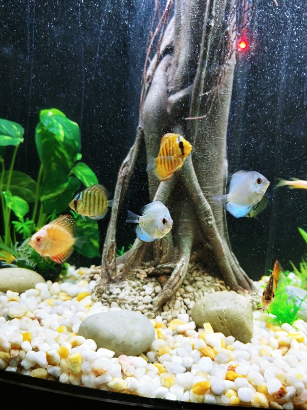 Picture and Aquarium by Amber Jett