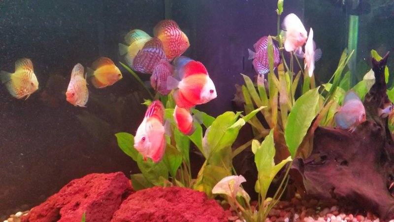 There\'s SomethingsPhishy in my Aquarium!!