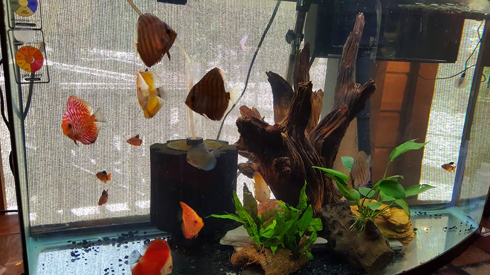 couldn\'t be happier ,,they are beautiful ;) Picture by Rose Buckelew.