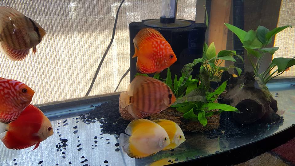 Absolutely Beautiful fish,,, love everyone I\'ve gotten.  Picture by Rose Buckelew.