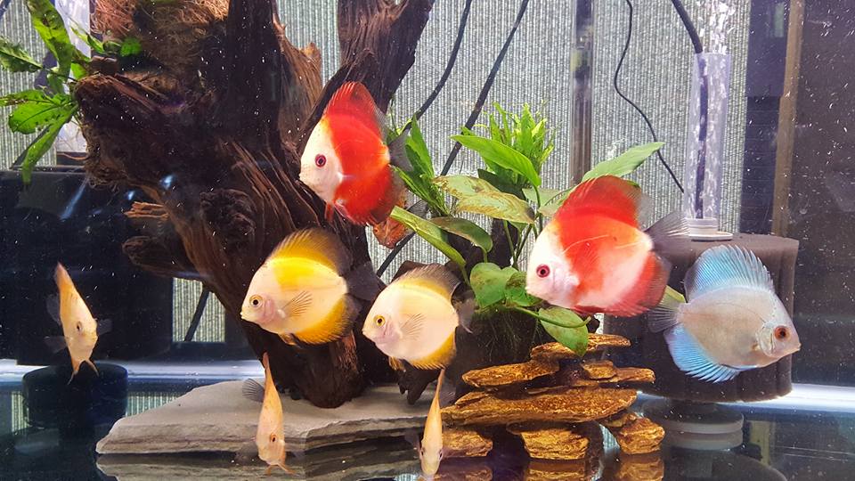 Love my discus ! Picture and tank by Rose Buckelew