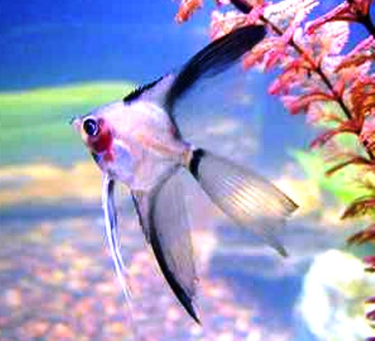 Blue Blushing Ghost Veil Lace Angelfish