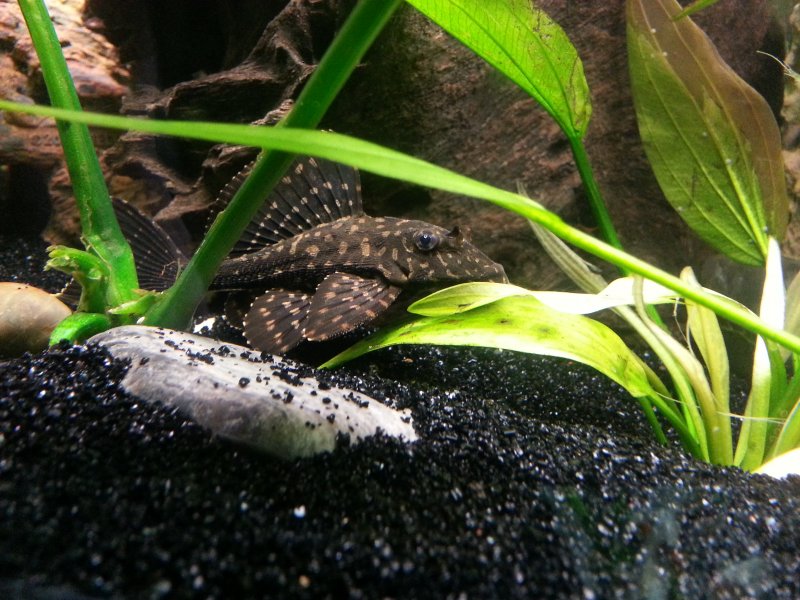 Pleco by David Bernier