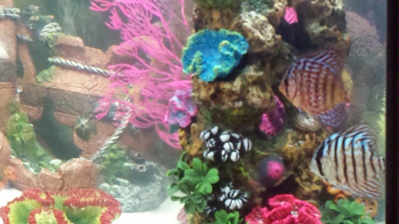 2 inch Discus about 1 week after delivery by Jennifer Bonner