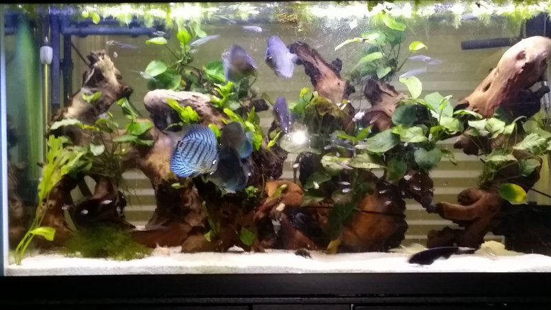 My discus tank by Graham Thomas