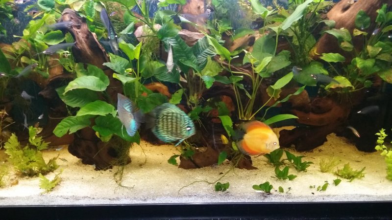 Planted Tank by Graham Thomas