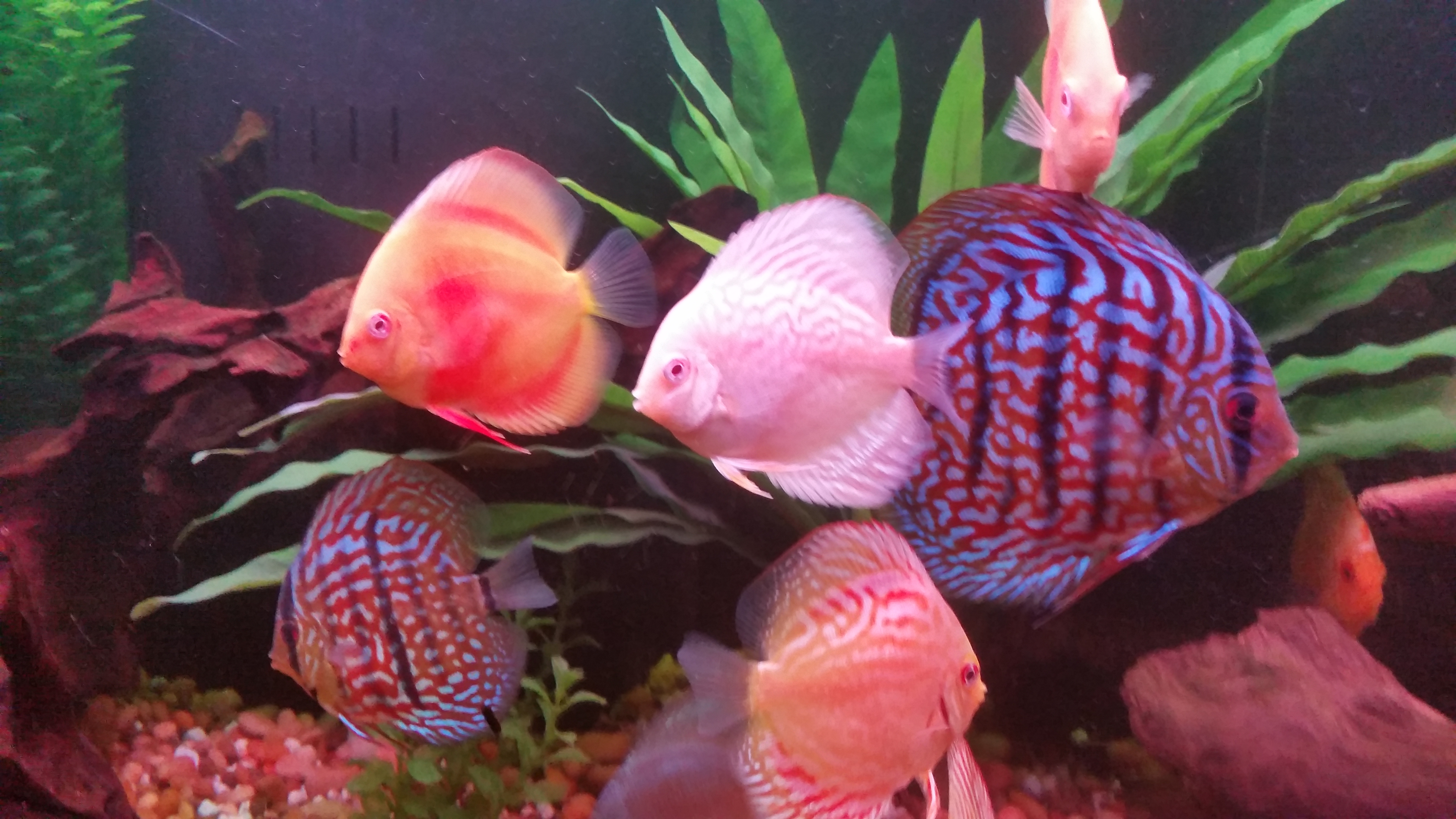 My Discus Feeling Good in their New Home