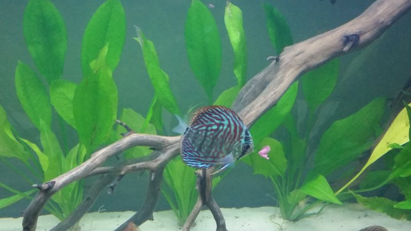 Ruby Red Mosaic Discus by Marlon Miller