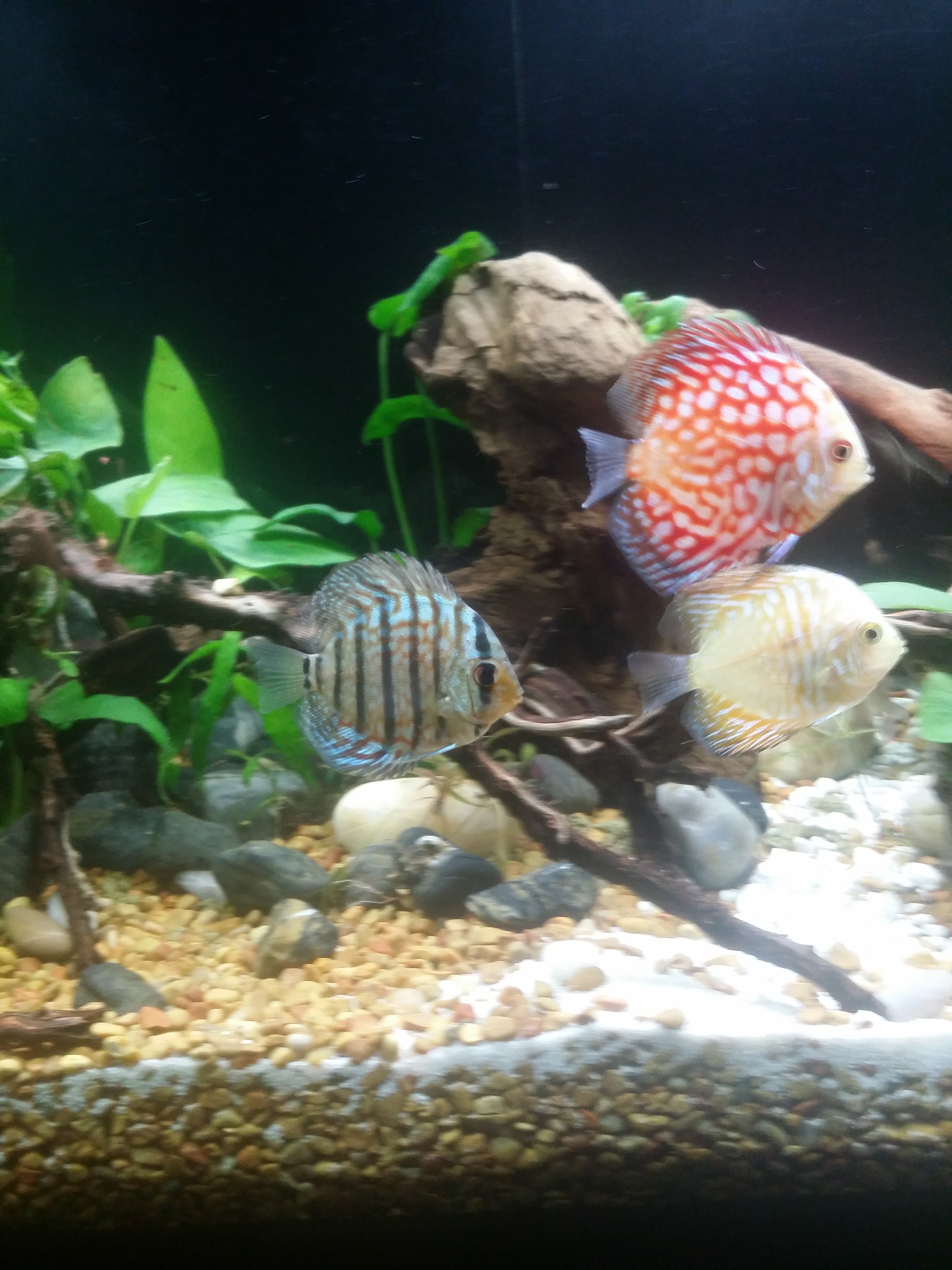 My 2-3 inch discus , one Royal Purple, one yellow mosaic, one red dragon.  Picture by Martha Mcwilliams