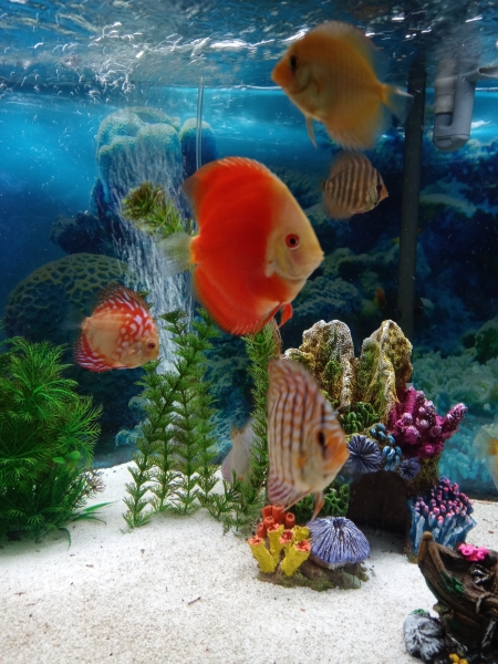 Picture and Aquarium by Steven Agent