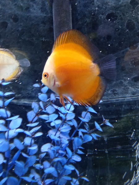 Picture and Aquarium by Steven Agent
