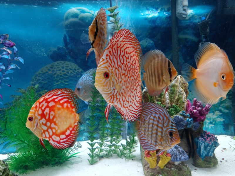 Picture and Aquarium by Steven Agent