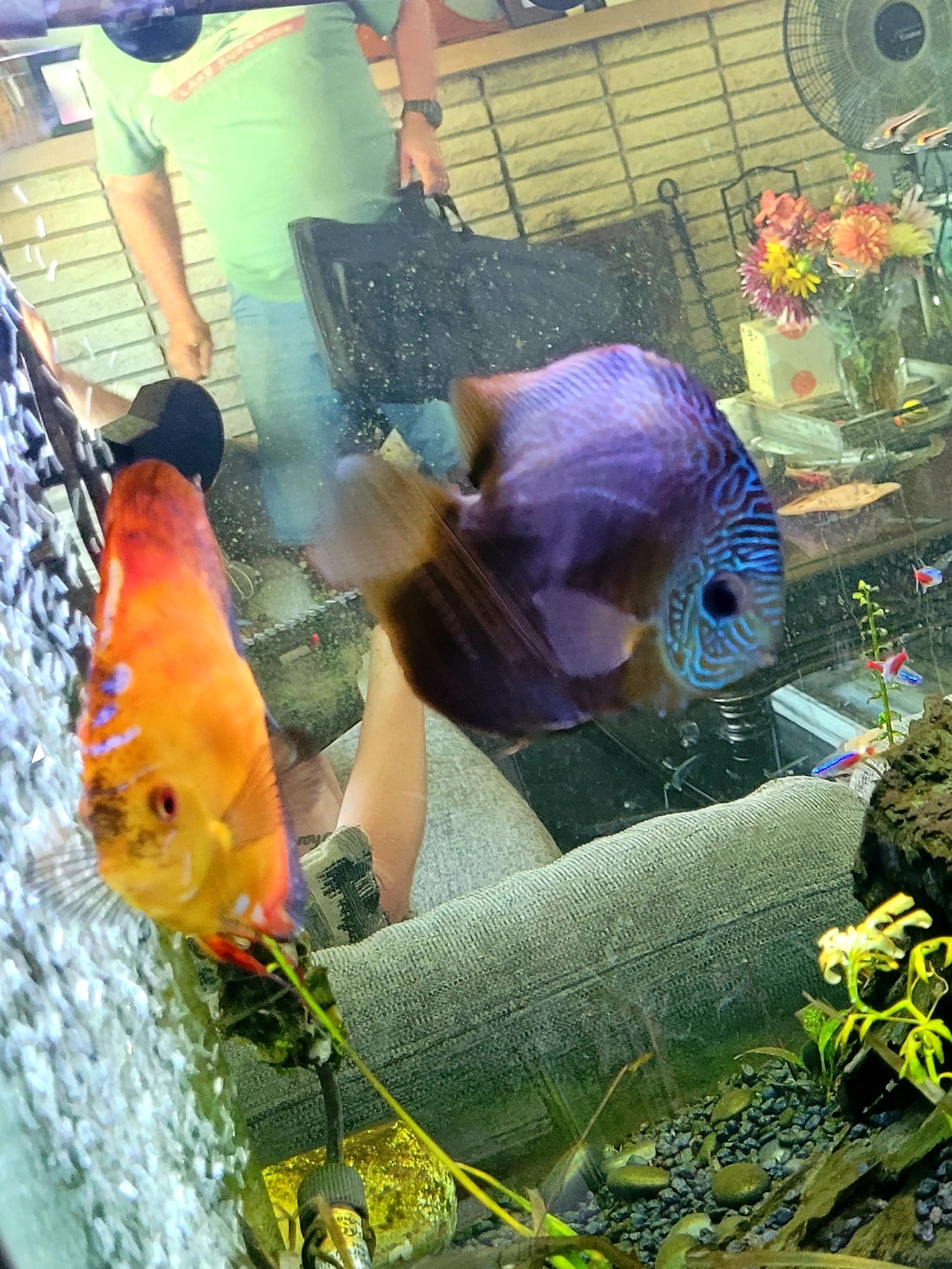 This girl was almost dead when she got to me - thanks to your expert advice I was able to nurse her back - she is my most beautiful lady...and breeds like crazy. Now if I could get them to quit eating the eggs