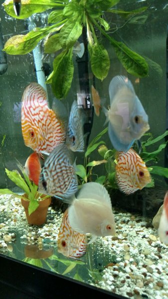 Discus Tank by Angie Teeple
