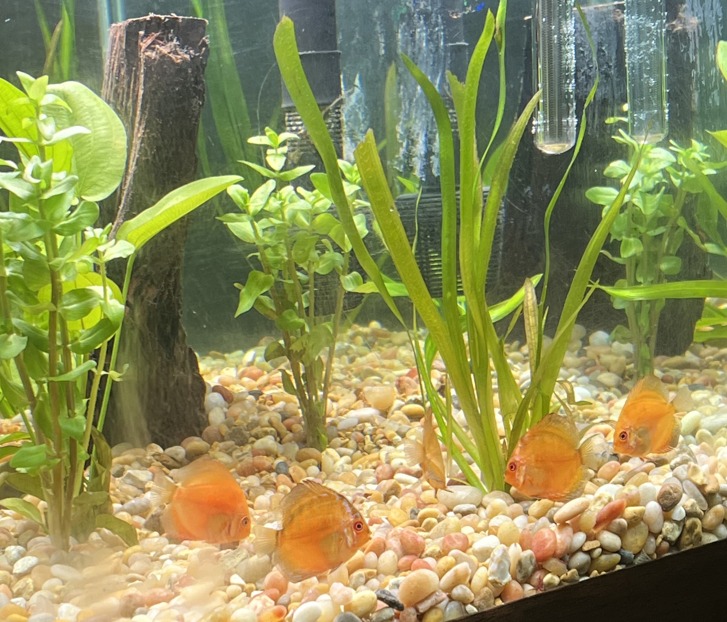 Golden Dragon Discus Fish