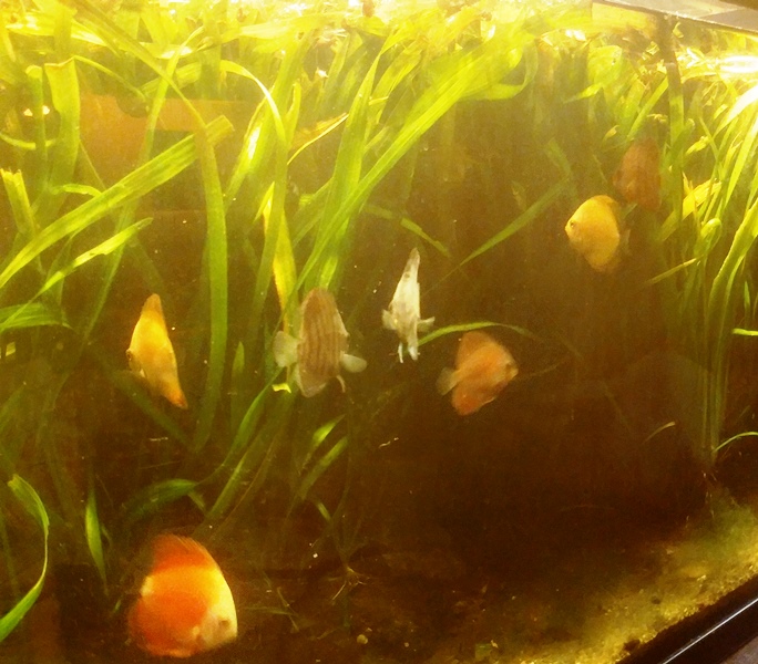 Discus Tank by Albert LA Spina
