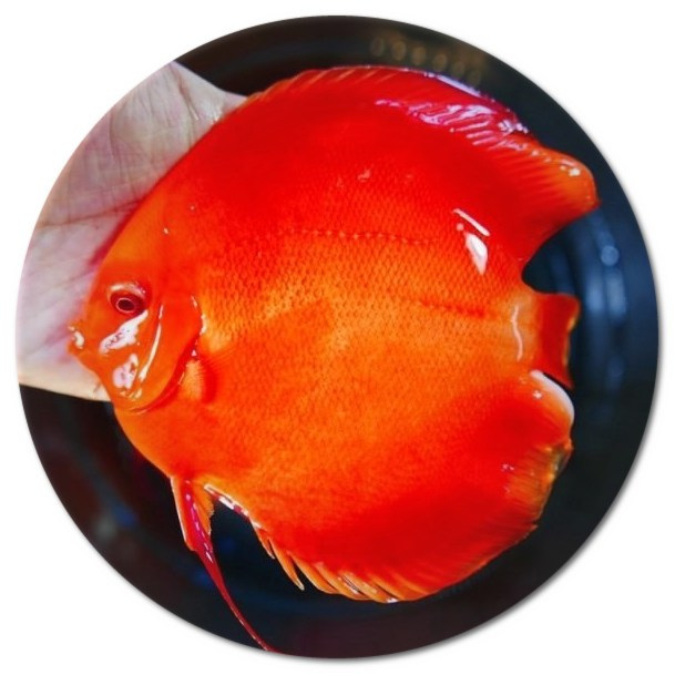 Albino-Solid-Red-Discus-Fish