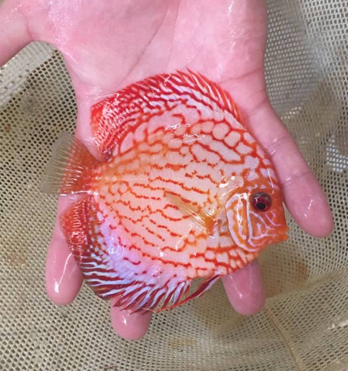Blood-Red-Discus