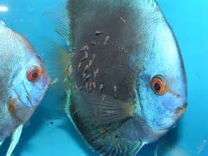 Blue-Diamond-Discus-with-Fry