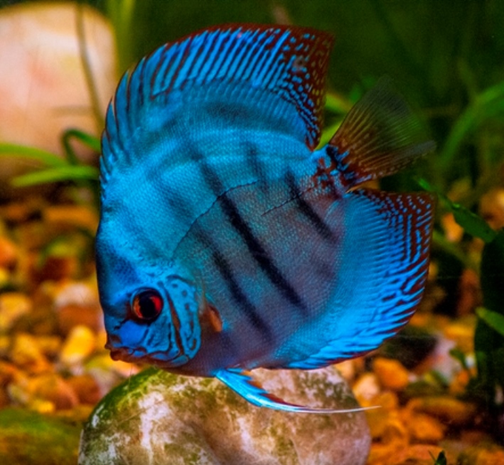 Blue-Discus