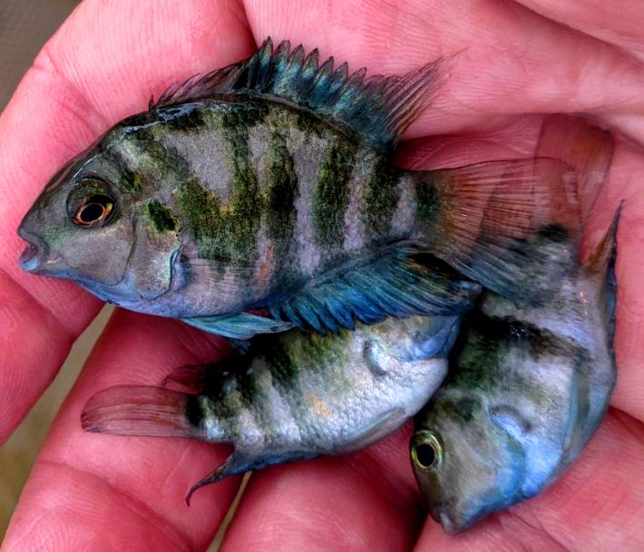 Polar-Blue-Tiger-Parrot-Fish