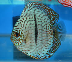 Brilliant Blue Heckel Mosaic Discus