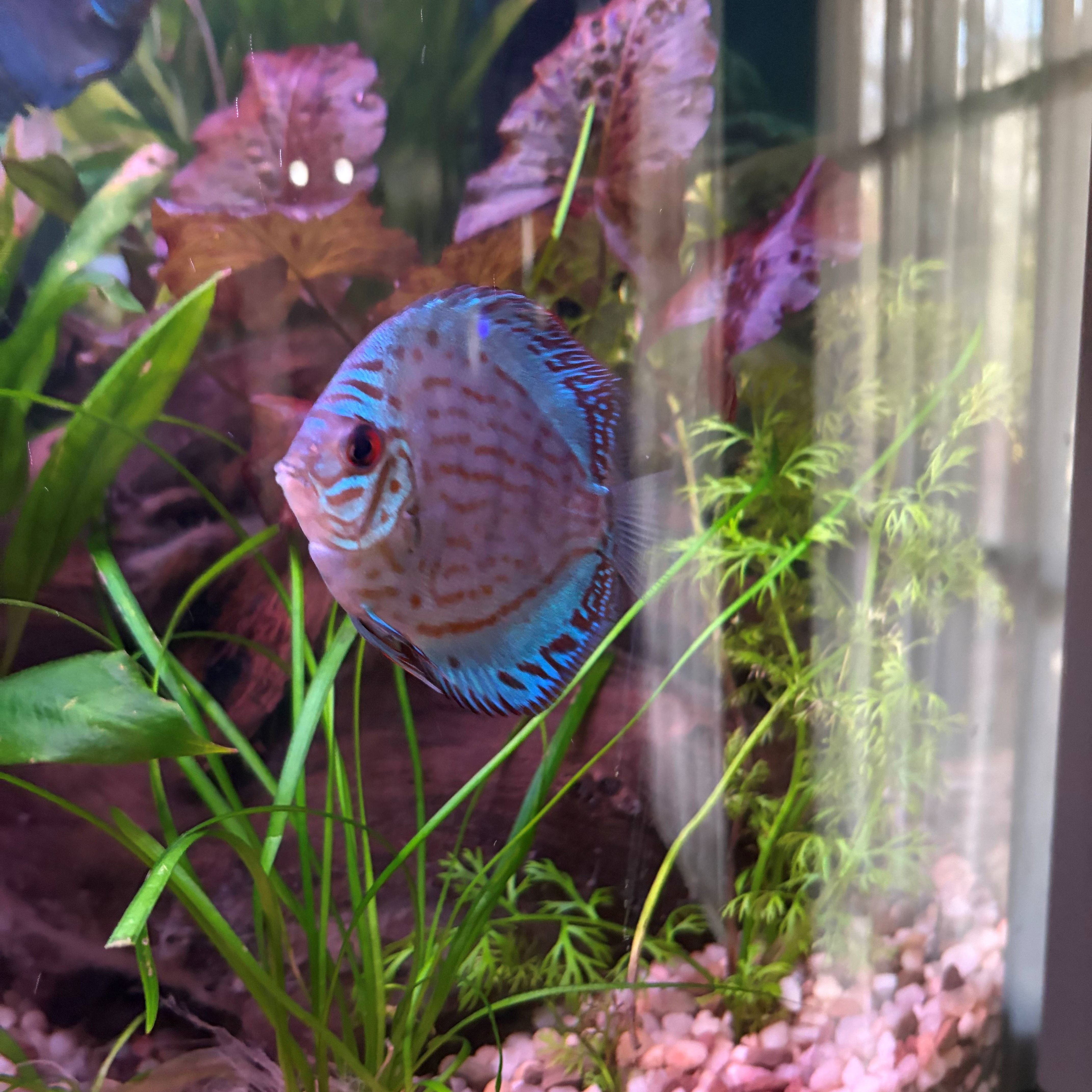 Brilliant Blue Mosaic Discus
