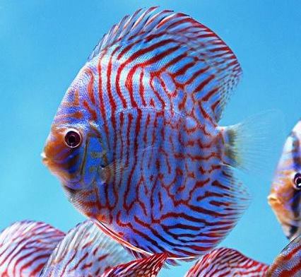 Brilliant-Blue-Mosaic-Tiger-Discus-Fish