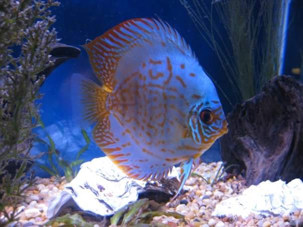 Brilliant Blue Scribble Discus Fish