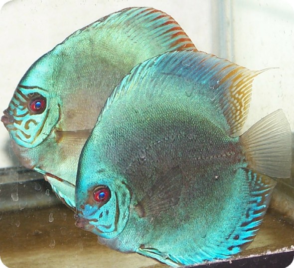 Blue Scorpion Discus Pair