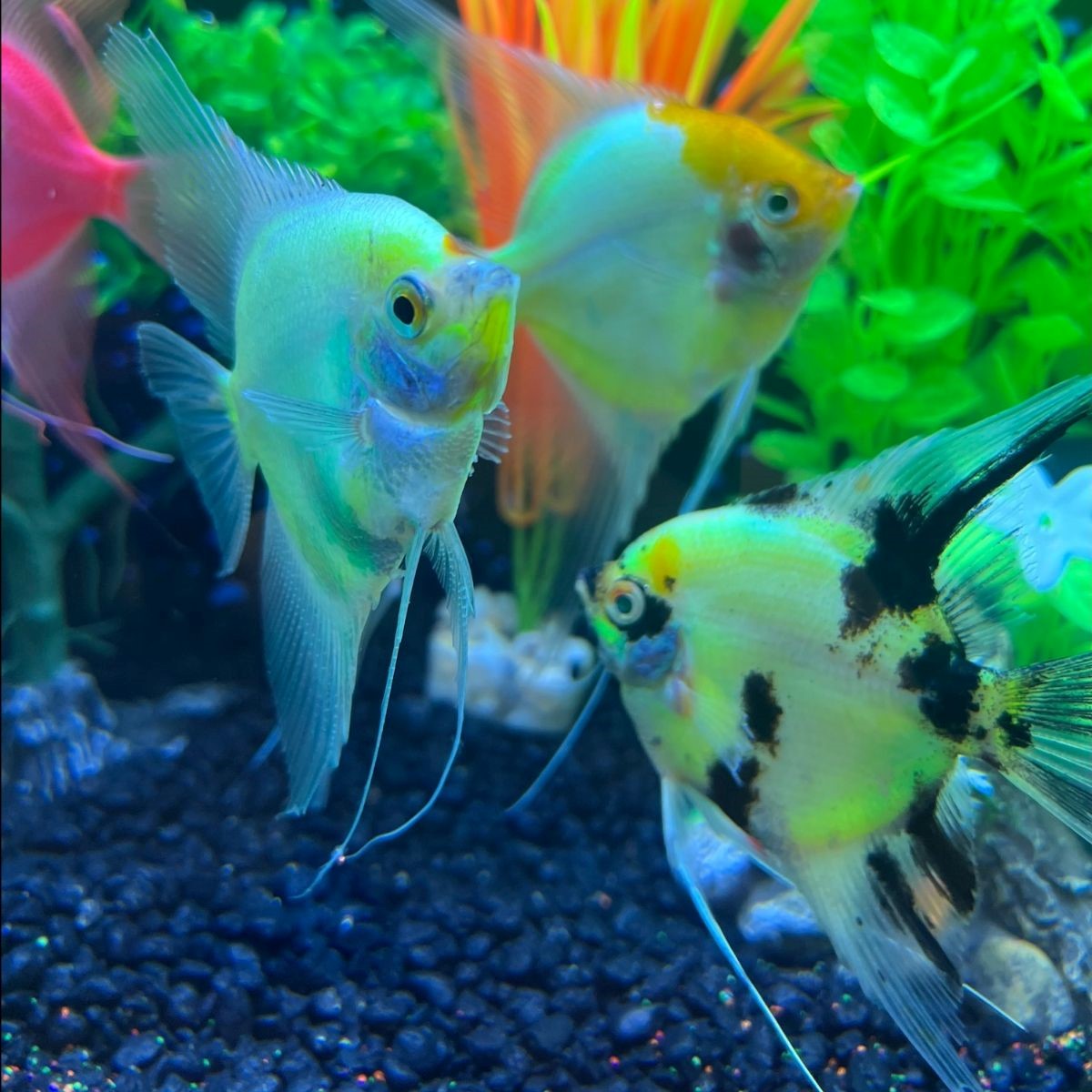 Electric-Green-Glo-Angelfish