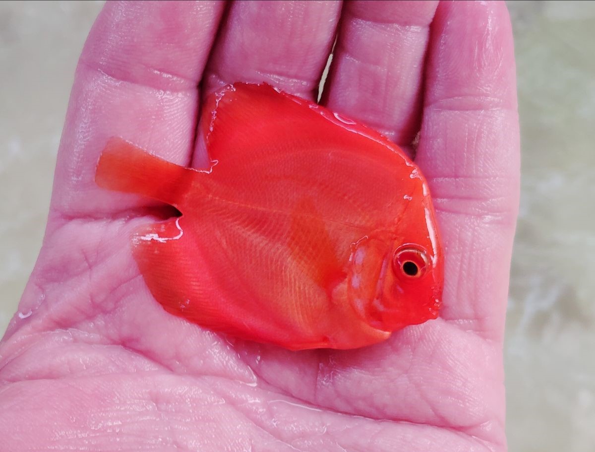 FULL-RED-MODON-DISCUS
