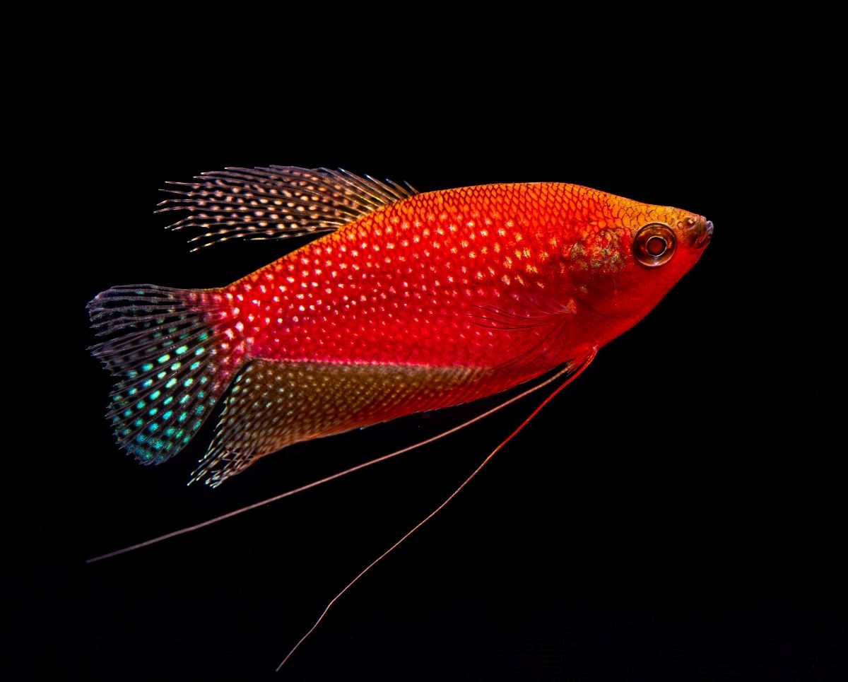 Glo Gourami Starfire Red