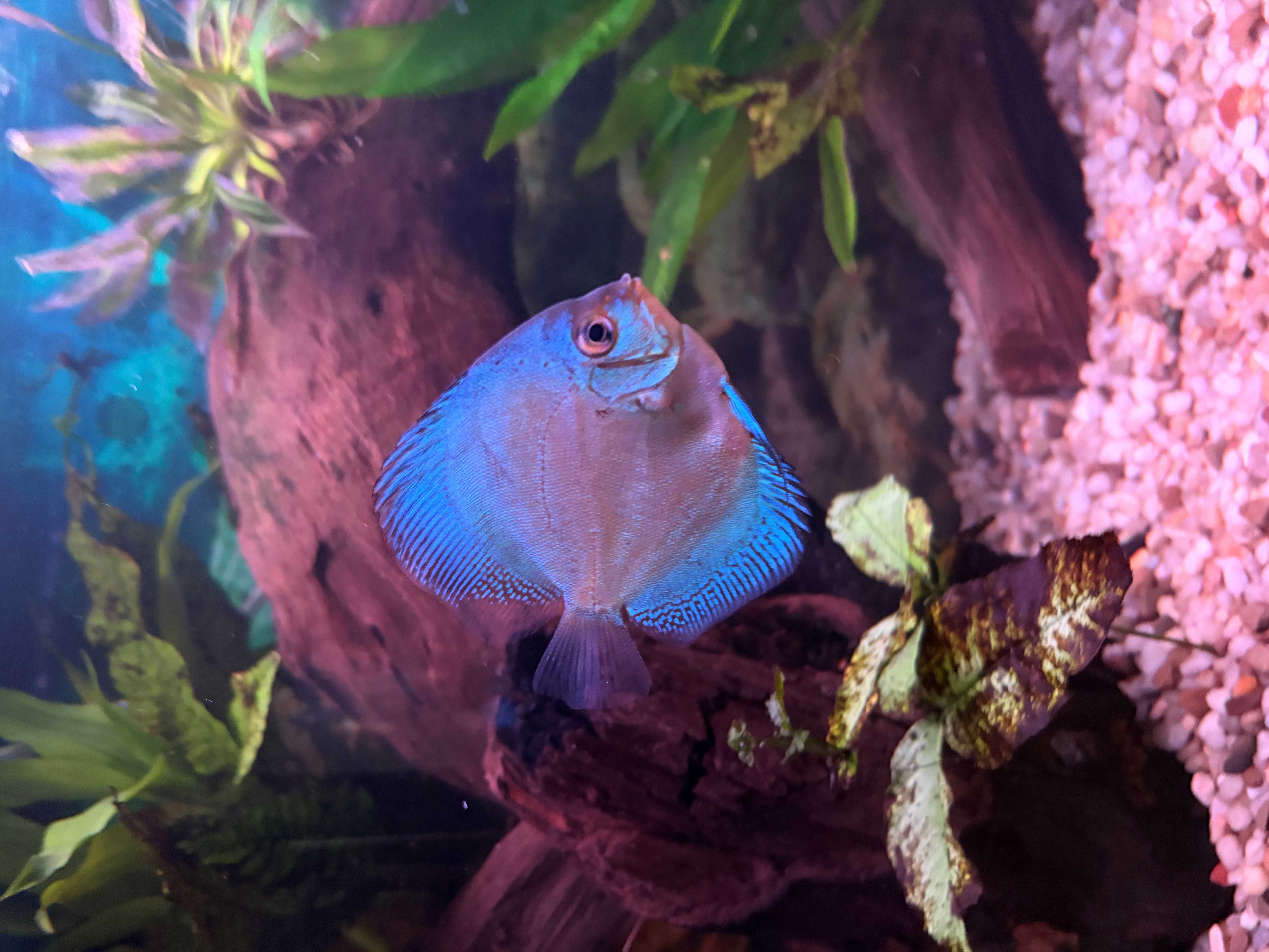 BLUE SAPPHIRE DISCUS