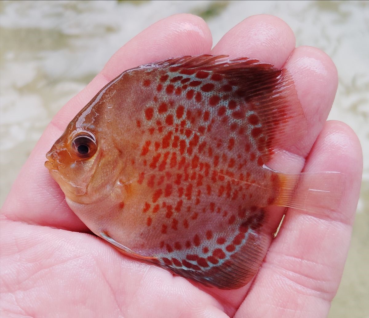 Juvenile Red Circle Leopard Discus Fish