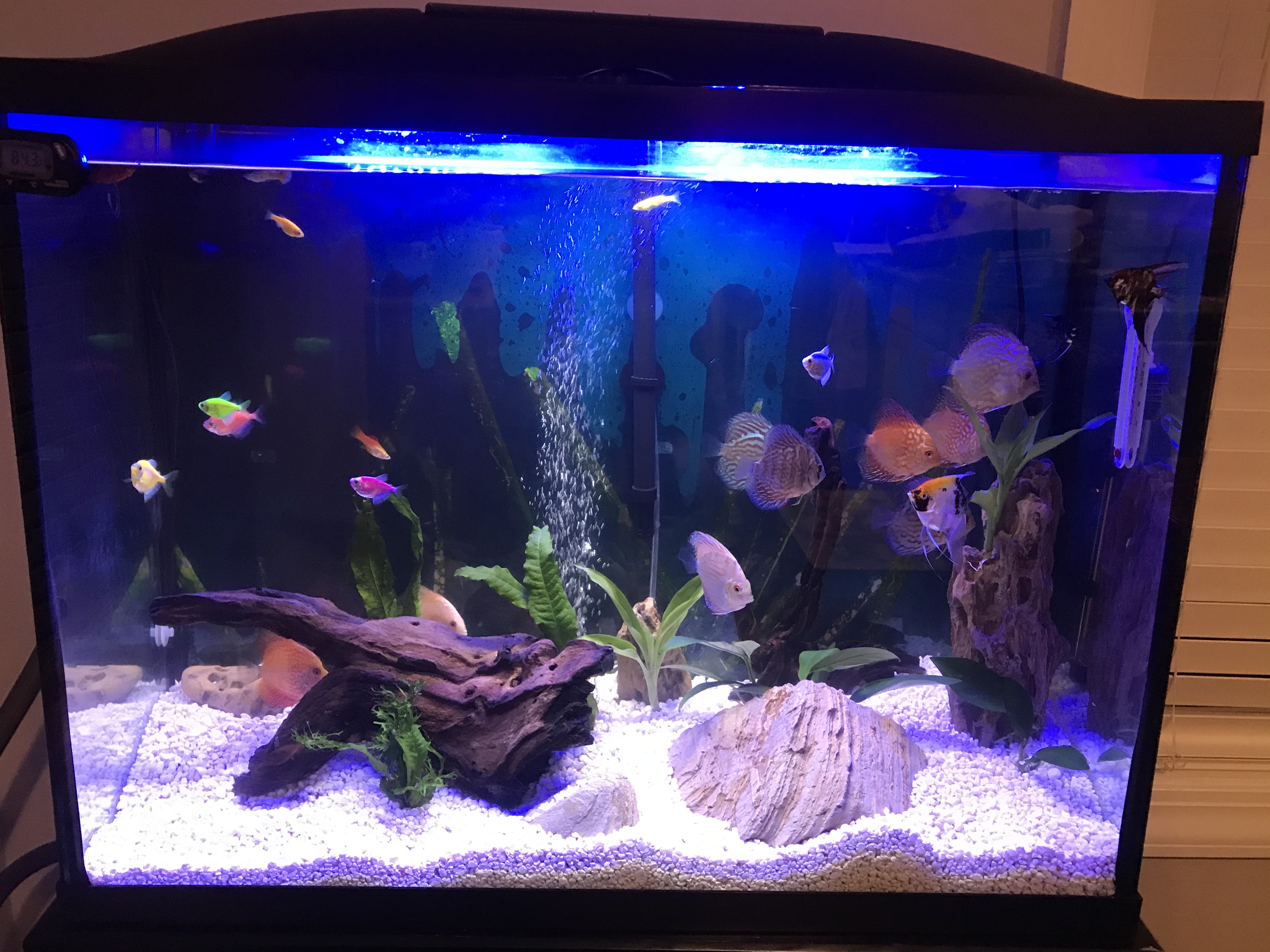 Discus Tank by Minh Tran