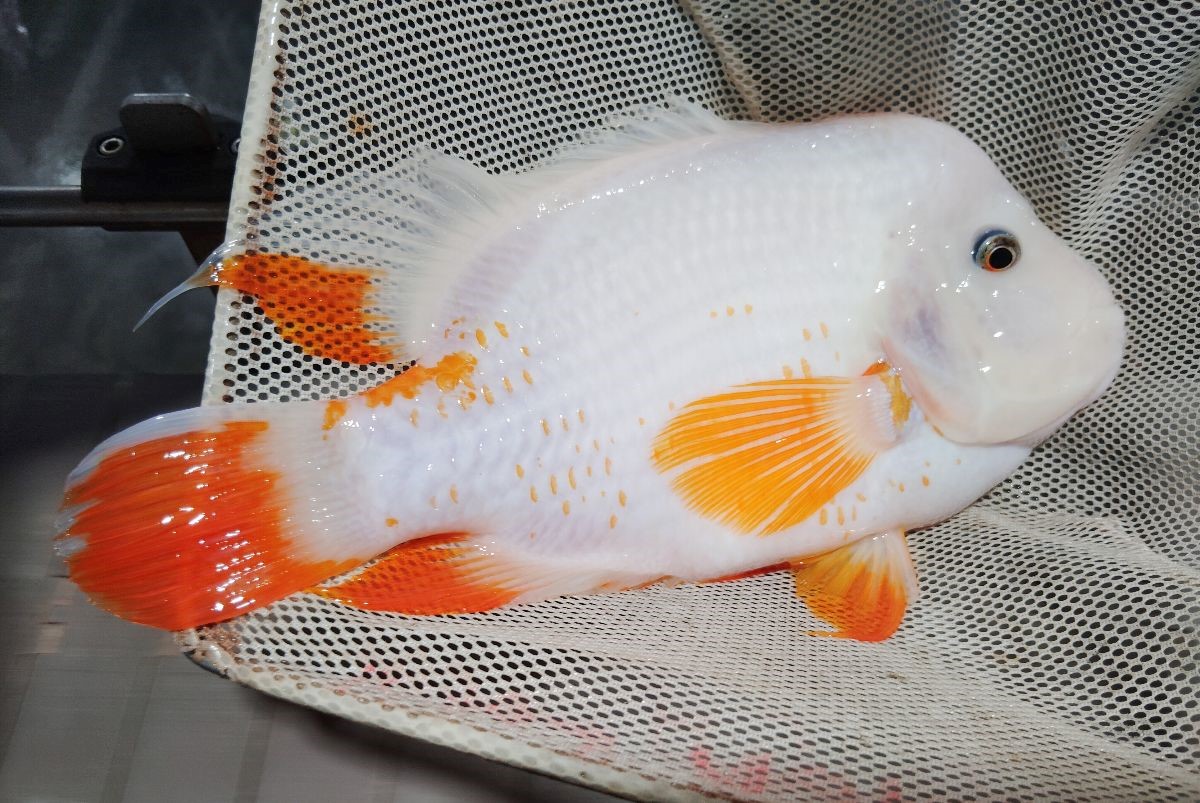 Red-Devil-Cichlid-1